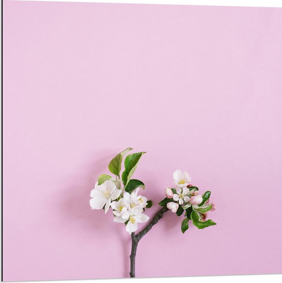 Dibond - Tak met Witte Bloemen en Groene Bladeren tegen Roze Achtergrond - 80x80 cm Foto op Aluminium (Wanddecoratie van metaal)