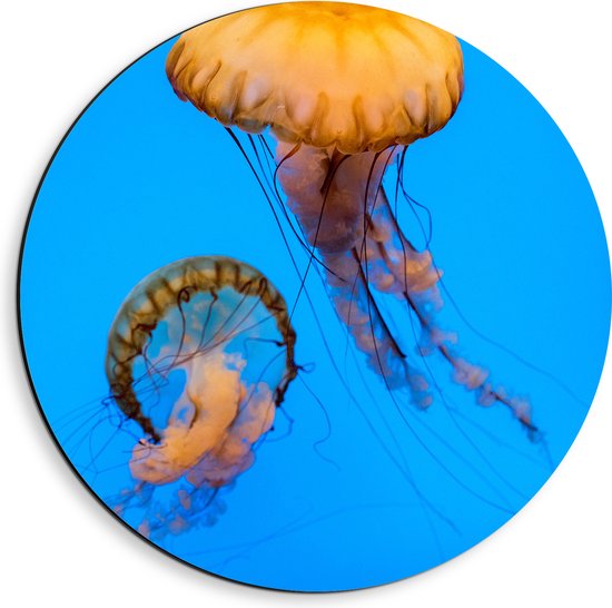 Dibond Muurcirkel - Twee Oranje Kwallen Zwemmend door de Blauwe Oceaan - 40x40 cm Foto op Aluminium Muurcirkel (met ophangsysteem)