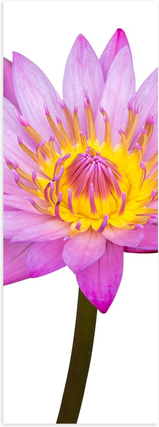 Poster (Mat) - Tekening van Roze Lotus Bloem tegen Witte Achtergrond - 20x60 cm Foto op Posterpapier met een Matte look