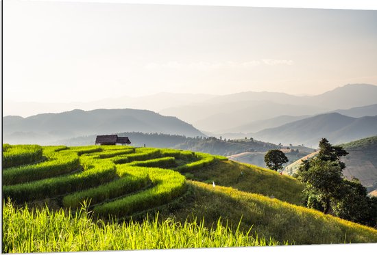 Dibond - Uitzicht over de Rijstvelden van Vietnam in de Bergen - 120x80 cm Foto op Aluminium (Wanddecoratie van metaal)