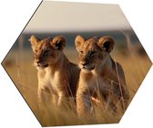 Dibond Hexagon - Twee Leeuwenwelpjes in het Afrikaanse Landschap - 70x60.9 cm Foto op Hexagon (Met Ophangsysteem)