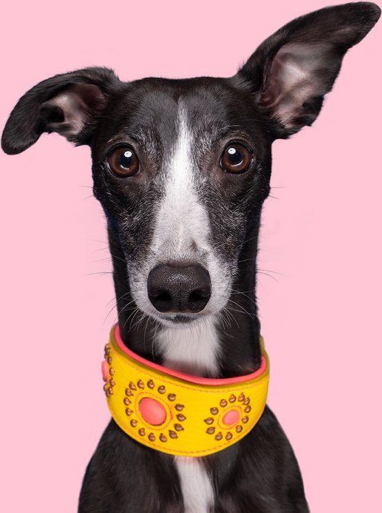 DWAM Halsband Hond – Hondenhalsband – Windhond – Geel – Leer – M – Halsomvang 32-39 cm – Jessy