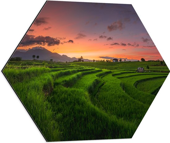 Dibond Hexagon - Grassen op de Rijstvelden bij Zonsondergang - 60x52.2 cm Foto op Hexagon (Met Ophangsysteem)