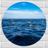 Muursticker Cirkel - Groep Dolfijnen Zwemmend bij het Wateroppervlak - 50x50 cm Foto op Muursticker
