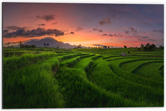 Dibond - Grassen op de Rijstvelden bij Zonsondergang - 60x40 cm Foto op Aluminium (Wanddecoratie van metaal)