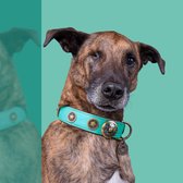 DWAM Dog with a Mission – Halsband hond – Hondenhalsband – Turquoise – XXS – Leer – Halsomvang tussen 19-24 x 2 cm – Rebel