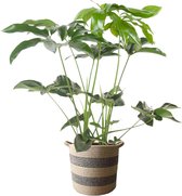Philodendron Green Wonder in mand "Flores" ↨ 100cm - hoge kwaliteit planten