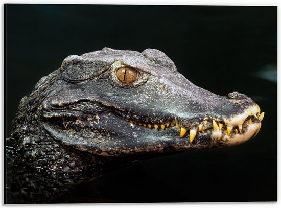 Dibond - Hoofd van Aligator met Scherpe Tanden in het Water - 40x30 cm Foto op Aluminium (Wanddecoratie van metaal)