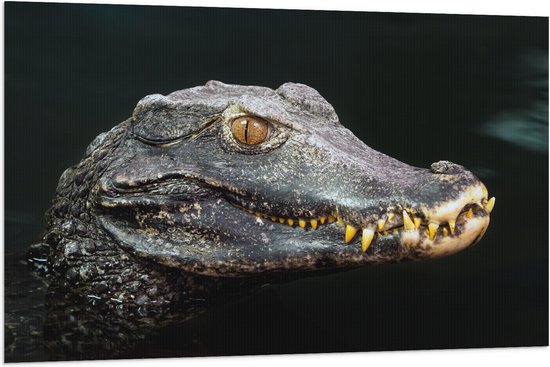 Vlag - Hoofd van Aligator met Scherpe Tanden in het Water - 120x80 cm Foto op Polyester Vlag