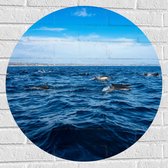 Muursticker Cirkel - Groep Dolfijnen Zwemmend bij het Wateroppervlak - 70x70 cm Foto op Muursticker
