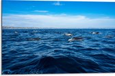 Dibond - Groep Dolfijnen Zwemmend bij het Wateroppervlak - 75x50 cm Foto op Aluminium (Wanddecoratie van metaal)
