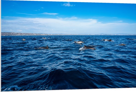 PVC Schuimplaat- Groep Dolfijnen Zwemmend bij het Wateroppervlak - 120x80 cm Foto op PVC Schuimplaat