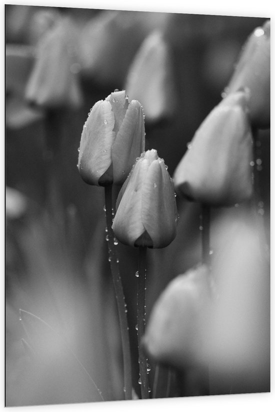Dibond - Bloemen - Natuur - Tulpen - Druppels - Zwart - Wit - 100x150 cm Foto op Aluminium (Wanddecoratie van metaal)