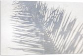 Acrylglas - Schaduw van Varen Plant op Wit Oppervlak - 120x80 cm Foto op Acrylglas (Met Ophangsysteem)