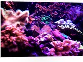 PVC Schuimplaat- Koraal - Onderwaterleven - Dier - Zee - Oceaan - Kleuren - 75x50 cm Foto op PVC Schuimplaat