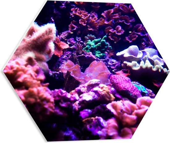 PVC Schuimplaat Hexagon - Koraal - Onderwaterleven - Dier - Zee - Oceaan - Kleuren - 50x43.5 cm Foto op Hexagon (Met Ophangsysteem)