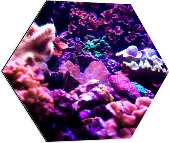 Dibond Hexagon - Koraal - Onderwaterleven - Dier - Zee - Oceaan - Kleuren - 60x52.2 cm Foto op Hexagon (Met Ophangsysteem)