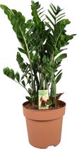 Zamioculcas zamiifolia – ↨ 110cm – ⌀ 30cm