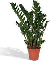 Hello Plants Zamioculcas Emerald Palm - Ø 21 cm - Hoogte: 80 cm - ZZ-Plant