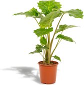 Hello Plants Alocasia Portodora Olifantsoor - Ø 21 cm - Hoogte: 80 cm