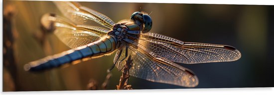 Foto: Dibond blauwe libel staat op bloem met gedetaileerde doorzichtige vleugels 150x50 cm foto op aluminium met ophangsysteem 