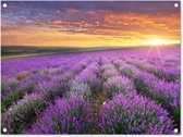 Tuinposter - Bloemen - Lavendel - Zon - Tuindecoratie - 80x60 cm - Tuinschilderij - Schuttingposter - Tuindoek - Buitenposter