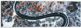 Dibond - Weg - Bomen - Sneeuw - Bossen - Voertuigen - 60x20 cm Foto op Aluminium (Met Ophangsysteem)