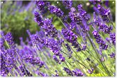 Tuinposter - Tuindoek - Tuinposters buiten - Heldere paarse lavendel in de natuur - 120x80 cm - Tuin