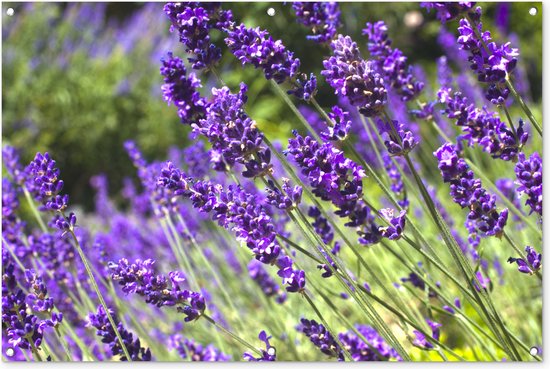 Foto: Tuinposter tuindoek tuinposters buiten heldere paarse lavendel in de natuur 120x80 cm tuin