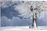 Tuinposter – Winter - Bomen - Bossen - Sneeuw - Bankje - 90x60 cm Foto op Tuinposter (wanddecoratie voor buiten en binnen)