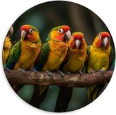 Dibond Muurcirkel - Ara papegaaien zitten op een rijtje langs elkaar op een tak - 60x60 cm Foto op Aluminium Muurcirkel (met ophangsysteem)