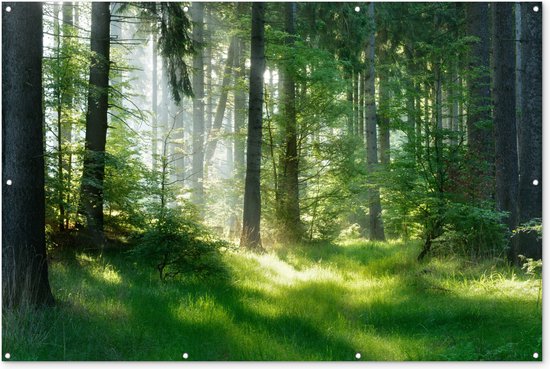 Tuinposter 180x120 cm - Tuindecoratie Natuur - Bomen - Bos - Groen - Zon - Gras - Planten - Poster voor in de tuin - Buiten decoratie - Schutting tuinschilderij - Tuindoek muurdecoratie - Wanddecoratie balkondoek