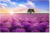 Muurdecoratie Lavendel - Boom - Zonsondergang - Paars - 180x120 cm - Tuinposter - Tuindoek - Buitenposter