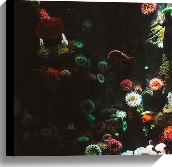 Canvas - Zee - Onderwaterleven - Koraal - Bloemdieren - 40x40 cm Foto op Canvas Schilderij (Wanddecoratie op Canvas)