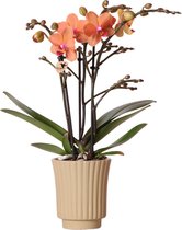 Kolibri Orchids | Oranje Phalaenopsis orchidee - Mineral Bolzano + Retro khaki - potmaat Ø9cm | bloeiende kamerplant - vers van de kweker