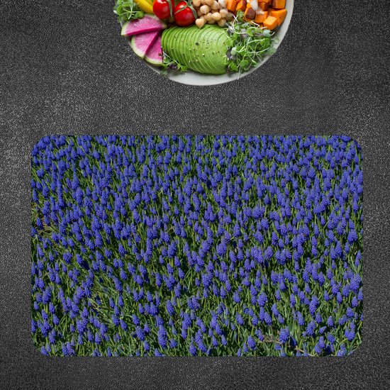 Scutellaria incana | Sas' Mini-Kwekerij