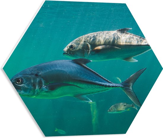 PVC Schuimplaat Hexagon - Groep vissen zwemmen door de zee heen - 50x43.5 cm Foto op Hexagon (Met Ophangsysteem)