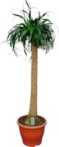 Tropictrees - Beaucarnea Recurvata - Olifantenpoot - Kamperplant - 120 cm