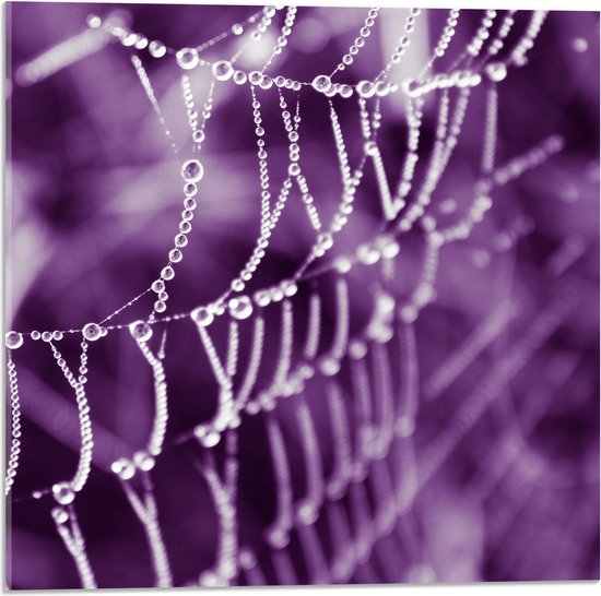 Acrylglas - Spinnenweb - Druppels - Paars - 50x50 cm Foto op Acrylglas (Met Ophangsysteem)