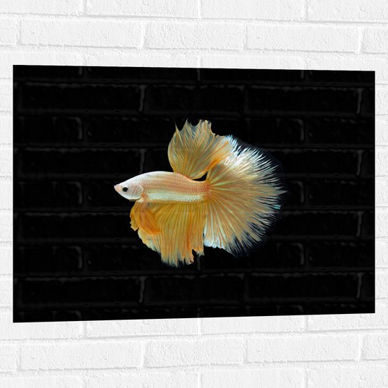 Muursticker - Zijaanzicht van Goud- Gele Vis met Sierlijke Vinnen - 80x60 cm Foto op Muursticker