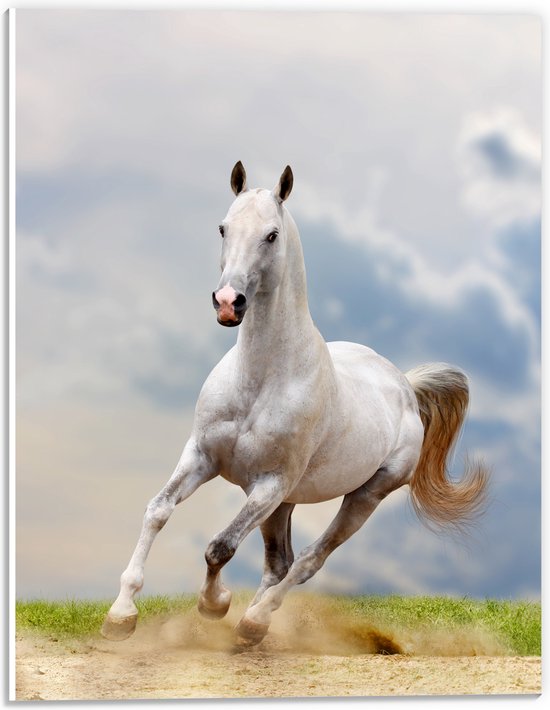 PVC Schuimplaat - Galopperend Witte Paard door Grasveld - 30x40 cm Foto op PVC Schuimplaat (Met Ophangsysteem)