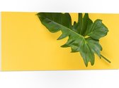 PVC Schuimplaat- Groen Blad tegen Okergele Achtergrond - 100x50 cm Foto op PVC Schuimplaat