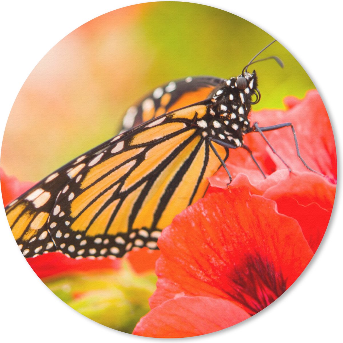 Muismat rond 20x20 cm - Mousepad Bloemen - Vlinders - Monarch - Ronde muismatten