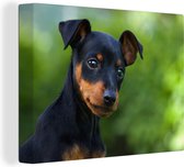 Canvas schilderij 160x120 cm - Wanddecoratie Schattige puppy van een Dwergpinscher - Muurdecoratie woonkamer - Slaapkamer decoratie - Kamer accessoires - Schilderijen