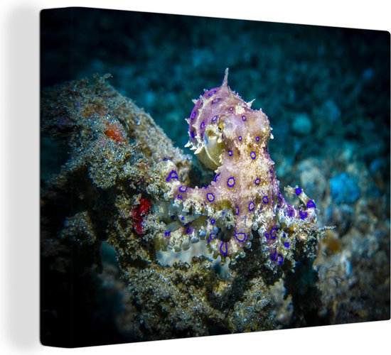Foto: Canvas schilderij felgekleurde octopus 120x90 cm wanddecoratie