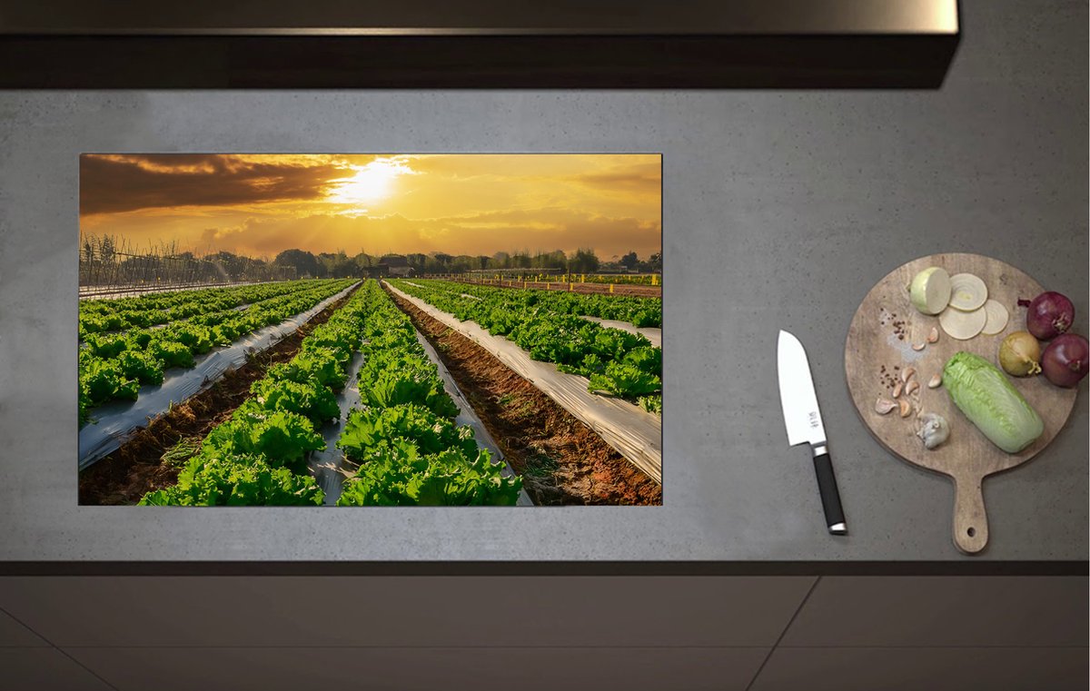 Inductieplaat Beschermer - Zon boven Lange Rijen Verbouwde Sla in Weiland - 80x52 cm - 2 mm Dik - Inductie Beschermer van Vinyl