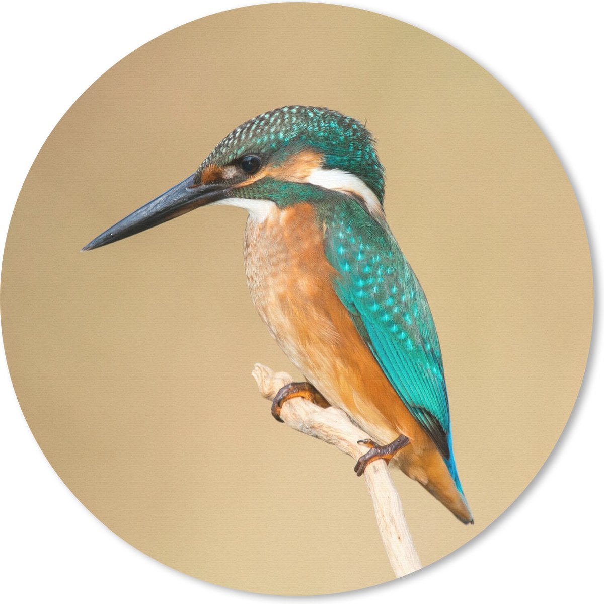 Muismat rond 50x50 cm - Mousepad IJsvogel - Dieren - Vogel - Ronde muismatten