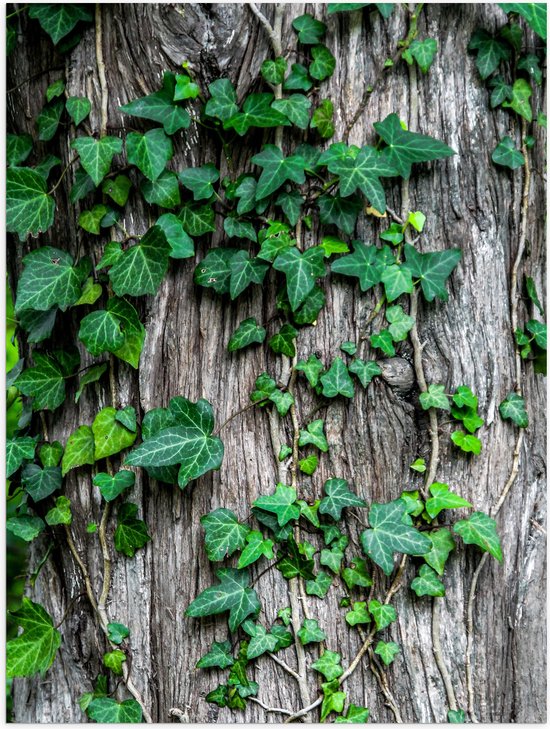 Poster Glanzend – Boom - Stam - Begroeid - Planten - Bladeren - Groen - 30x40 cm Foto op Posterpapier met Glanzende Afwerking