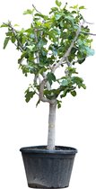 Vijgenboom 25/30 cm Ficus Carica 275 cm