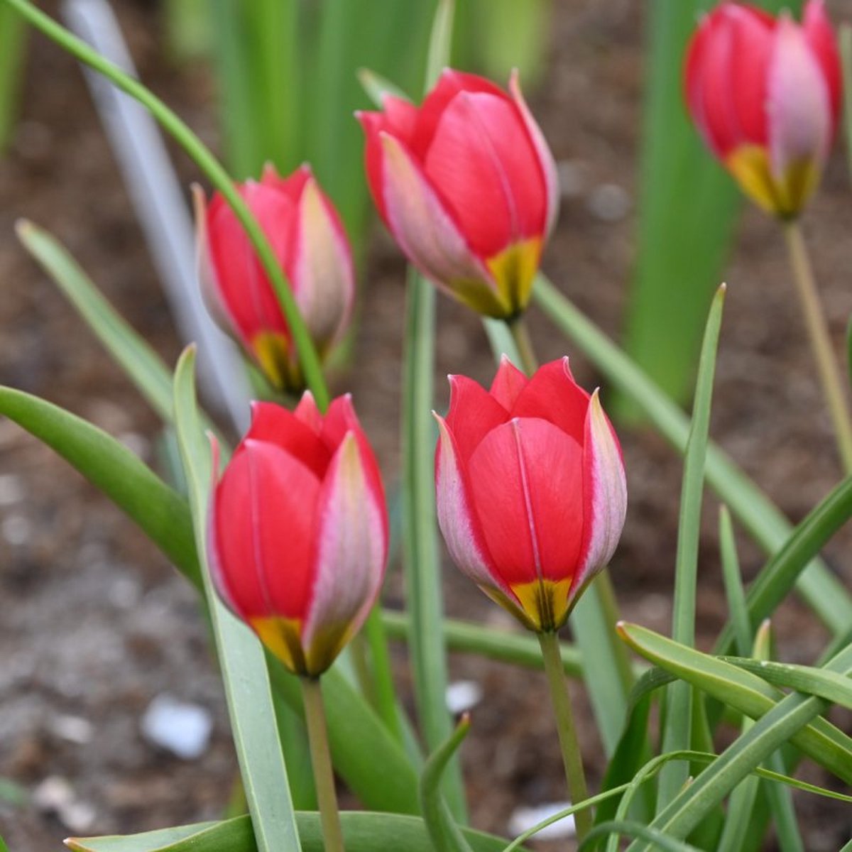 Tulp Red Beauty | 20 stuks | Tulpenbollen